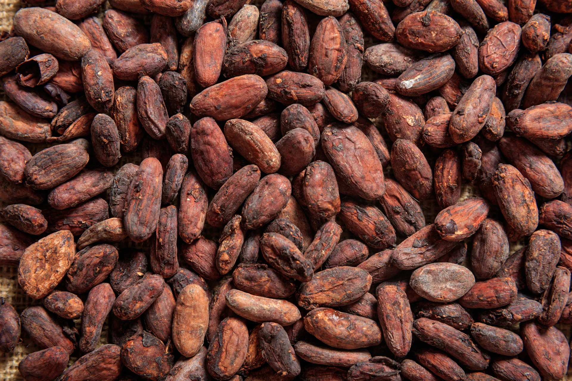 Premium Nigerian cocoa beans